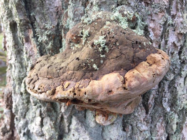 Ekticka Phellinus robustus (NT) på