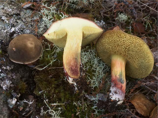 Xerocomus cisalpinus är en ganska nyligen förstådd art i den