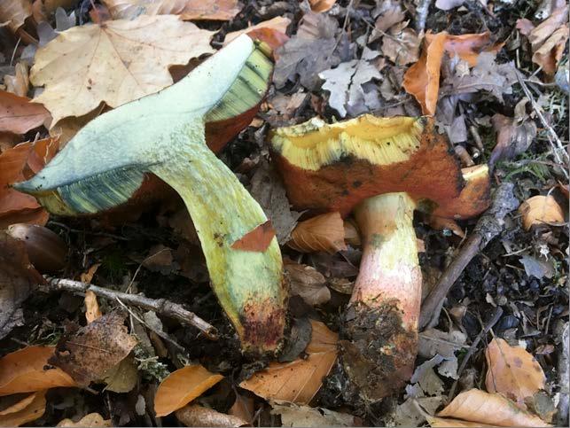 Under en grov bok i slänten ner mot Färsksjön hittades Boletus xanthopus