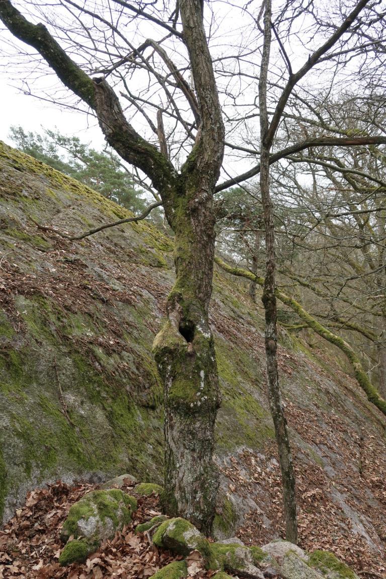 Bilaga 2. Foton på några värdefulla träd Senvuxna klena skogslönnar i bergbrant med en rik epifytflora.
