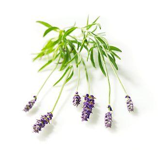 Mediciner Lavendel