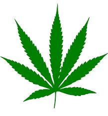 Cannabis innehåller bl.a. THC (delta-9-tetrahydrocannabinol) är den viktigaste rusgivande substansen.