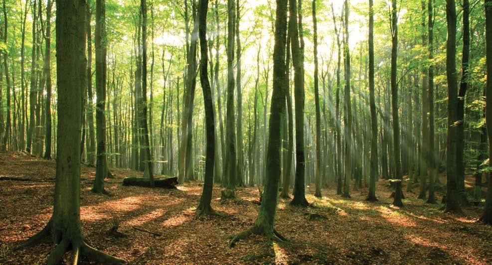 Vi planter skov som et vigtigt element i vores beskyttelse af grundvandet for i disse skovområder bliver der ikke sprøjtet med gift, der kan forurene grundvandet.
