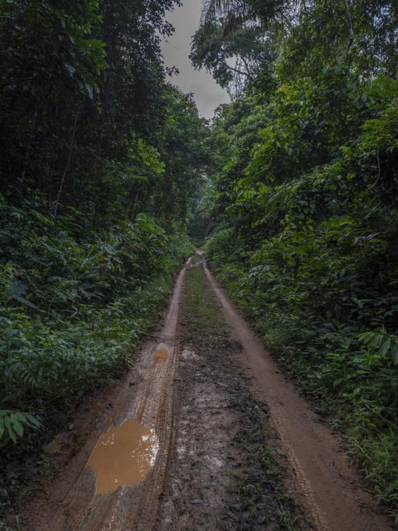 har man tålamod dyker godbitarna upp en efter en denna morgon förgylldes särskilt av fina obsar på African Piculet och Congo Serpent Eagle, men också Buff-spooted Woodpecker, Great Blue Turaco, en