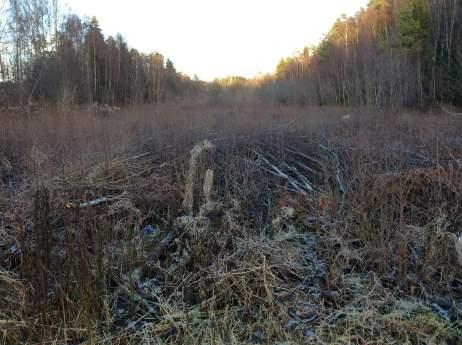 Naturvärdesobjekt 9: Kraftledningsgata 4 Visst naturvärde Preliminär Hanna Nilsson Igenväxningsmark Kraftledningsgata Nej Biotopen skapar variation i landskapet med öppen, buskrik mark i vindskyddat