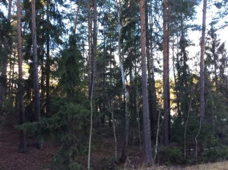 Naturvärdesobjekt 6: Barrblandskog 4 Visst naturvärde Säker Hanna Nilsson Skog och träd Barrblandskog Nej Förekomst av block, död ved och viss skiktning.