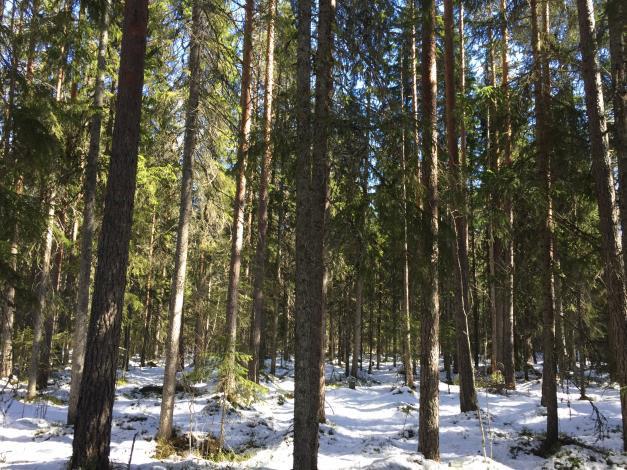 Belägenhet Fastigheten omfattar två skogsmarksskiften. Skifte 1 finns vid Färnäsänget och ansluter mot Södra Ängsvägen.