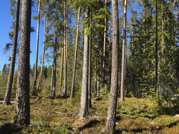 Skogsmark På fastigheten har det upprättats en skogsbruksplan under november 2015 av Hans-Göran Laggar, Fiskarheden Trävaru AB.