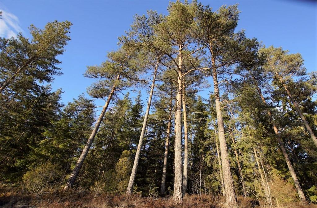 Skogsegendom Åseda 222 ha Skogsegendom 7 km öster om Åseda. Totalt ca 222 ha mark varav ca 176 ha skog och ca 27 ha inägomark. Virkesförråd ca 27 800 m3sk, inkl. årets tillväxt, enligt skogsbruksplan.