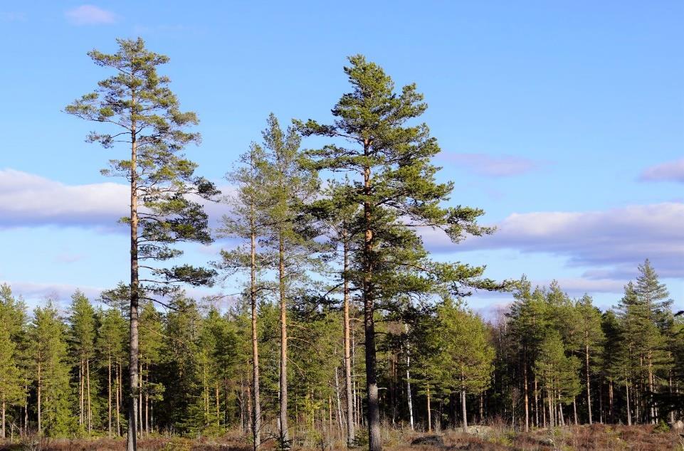 Uppvidinge Övratorp 1:5 del av, 1:7 och 1:9 Om Egendomen Typ: Skogsbruk Mark: ca 222 ha Virkesförråd: ca 27 800 m3sk inkl. 2019 års tillväxt Medelbonitet: 6,9 m3sk/ha och år.