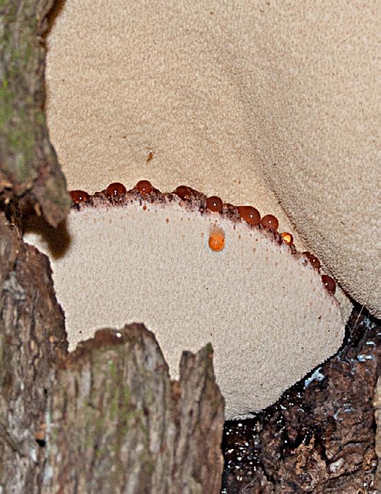 Hattkanten på den nedre fruktkroppen med utsöndrade rödaktiga vätskedroppar som även runnit ned på stammen.