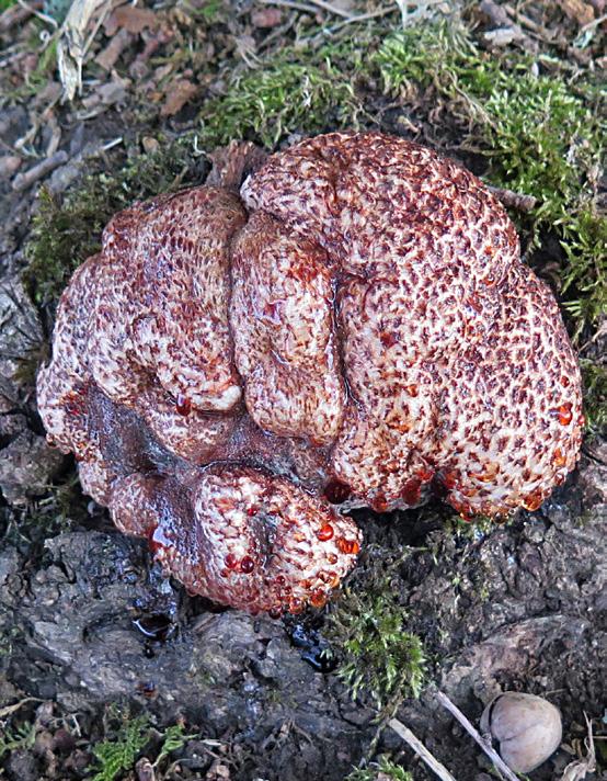 10 11 Figur 10-11. Färsk anamorf av oxtungssvamp, Confistulina hepatica, på ovansidan av rotknöl av ek, Quercus robur.