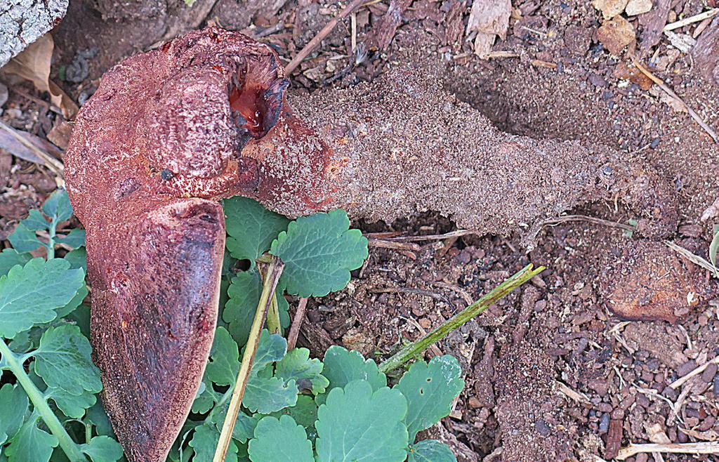 13: Fruktkropp, med ca 15 cm lång, rotlik fot täckt med jordparticklar, uppdragen från dold stambasved under