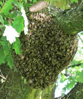 Det system jag lär ut på mina kurser utgår från binas årsrytm med anpassning till de förutsättningar som en horisontell topplistkupa med fluster mitt på långsidan ger.