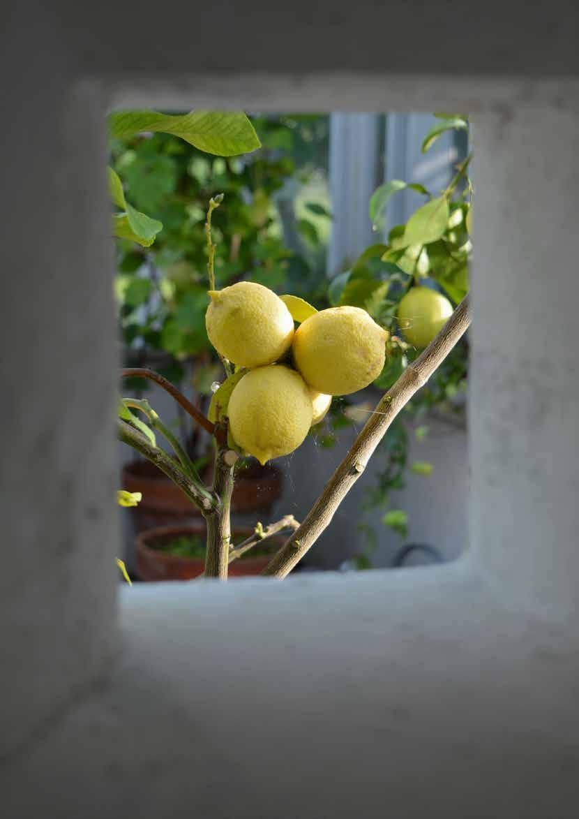 Mina citronträd får nya knoppar hela tiden och de små gröna frukterna växer sig så småningom stora