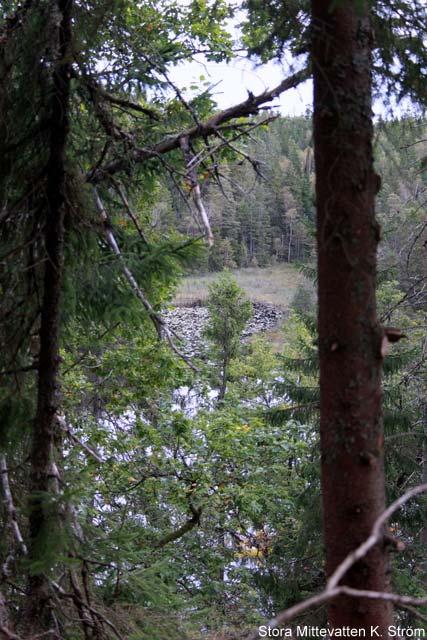 Rädda Svartedalen anser att det är helt oacceptabelt av stiftelsen Skogssällskapet att sälja ut större delen av Svartedalens naturreservat, 2.