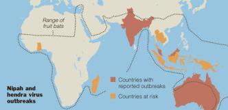 coronavirus Pest