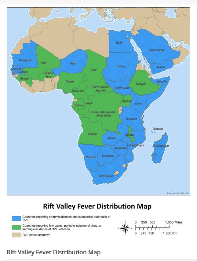 Rift Valley Feber Myggburen akut virussjukdom som ffa drabbar djur men också människa kan drabbas Smitta genom nära kontakt med sjuka djur eller via myggbett (ffa lantbrukare) Övergående feber