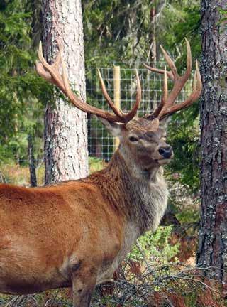 NATURUPPLEVELSER För flera tusen år sedan levde visenterna vilt i Sverige.