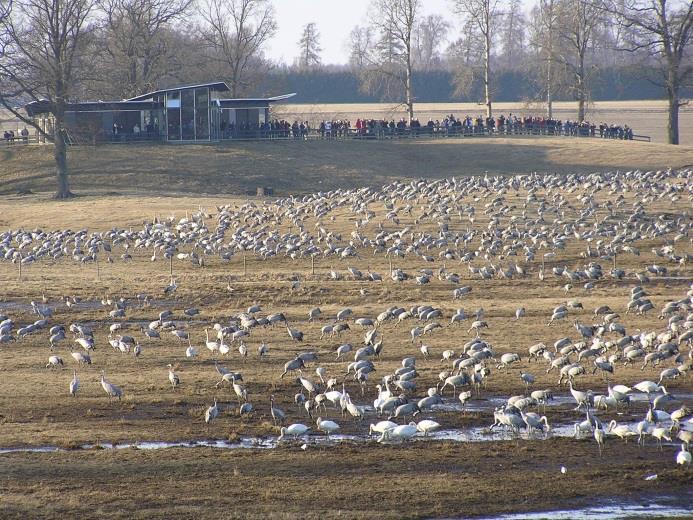 25000 fåglar vid Hornborgarsjön samtidigt!