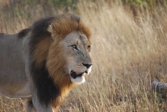 Språk: afrikaans, engelska,