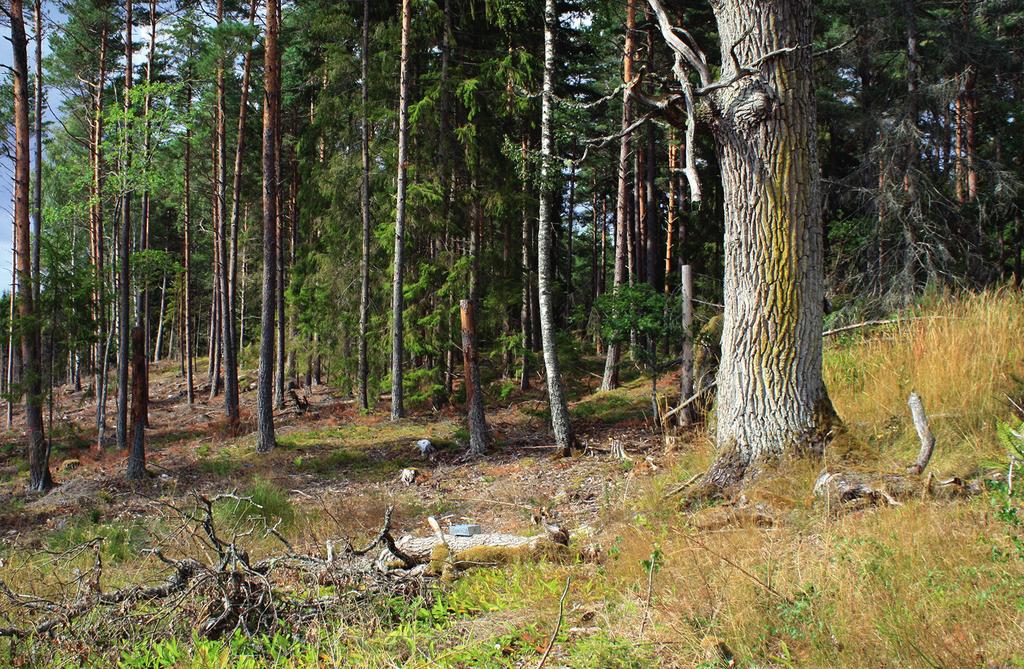 Joel Hallqvist Figur 1. Fällans placering i naturreservatet Kalmarnäs där mögelbaggen Melanophthalma maura hittades ny för Norden. Foto: Joel Hallqvist.