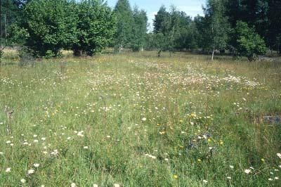 Figur 1. En av de fjärilsrikaste ängarna inom undersökningsområdet med bl.a. kattostvisslare Pyrgus malvae, ängsblåvinge Polyommatus semiargus och liten bastardsvärmare Zygaena viciae.