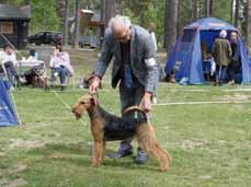 Fler svenskar Först ut bland tikarna var juniorerna och där vann Lotta Streijfferts Bästa unghund: Jokyl Redrose Day.