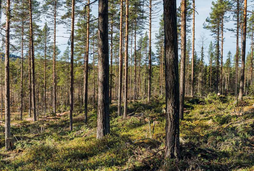 Vi hjälper dig att få en god överblick och tillgång till de verktyg du behöver för att nå dina mål med ditt skogsbruk. Kanske sitter du på dolda värden som bara väntar på att brukas?