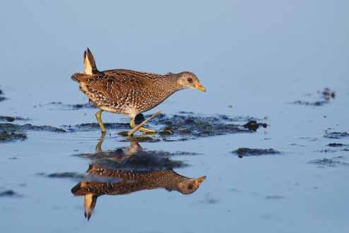 Småfläckig sumphöns spelande på många olika platser. Foto: Lasse Olsson. Spotted Crakes whistled at several different locations. Photo: Lasse Olsson.