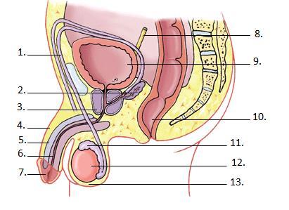 REPRODUKTIONSSYSTEMEN 40. Ange namnen på de delar som är markerade med följande siffror på bilden ovan. (2 p) Siffra Del/organ 1 3 11 12 41. Vilket av följande påståenden är sant?