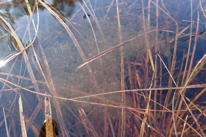Troligen avspeglar kroppsstorleken förhållandena under deras första sommar, har denna varit varm och det funnits gott om föda har juvenilerna kunnat växa sig större innan vintervilan tar vid. 3.