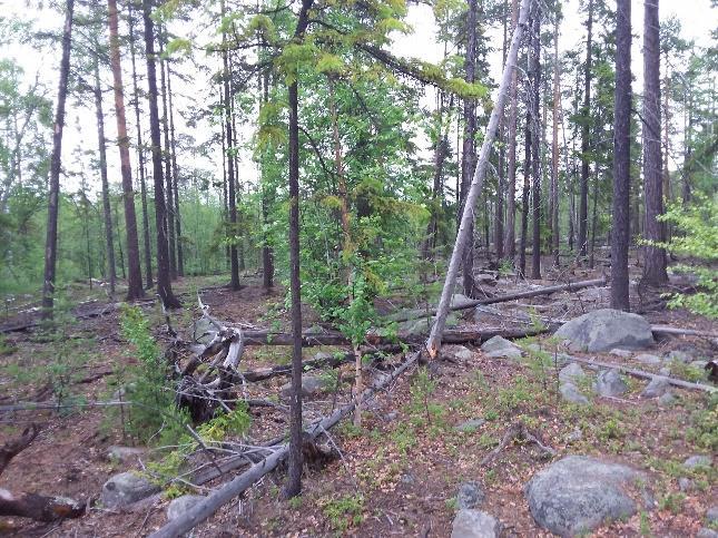 Närmast står äldre tallar, på andra sidan tjärnen ser man skogssilhuetten som visar på en mer varierad skog med lövinslag. Figur 4 5.