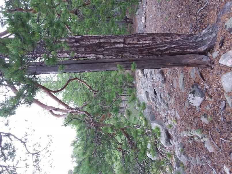stående döda träd runtom utgör biotopkvaliteter i området.
