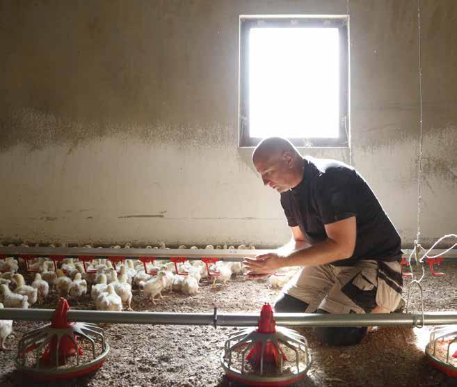 VD HAR ORDET Det vita, hållbara och hälsosamma svenska fågelköttet har framtiden för sig. Det syns om inte annat av de utländska besöken som branschen har tagit emot under året.