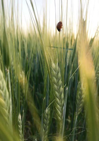 HÖSTKORN Höstkorn Växtskyddsstrategier Utvecklingsstadier 00 05 09 10 13 21 25 29 30 31 32 37 39 45 49 51 61 65 70 92 Groning Plantans utveckling och bestockning Stråskjutning Axets vidgning Axgång