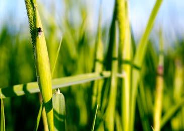 FRÖVALL Gräsfrövall gräsogräsbehandling Preparat Dos per ha Kommentar Används it odling av Hussar Plus OD + superolja 60 100 ml + 0,5 l samt 60 100 ml + 0,5 l (UPMA).