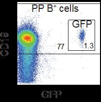 protein. Systemic response with NP-CT was obtained with a dose of 4 µg i.p immunizations. TI systemic response was achieved using 4 µg NP-Ficoll (Biosearch technologies) immunizations.