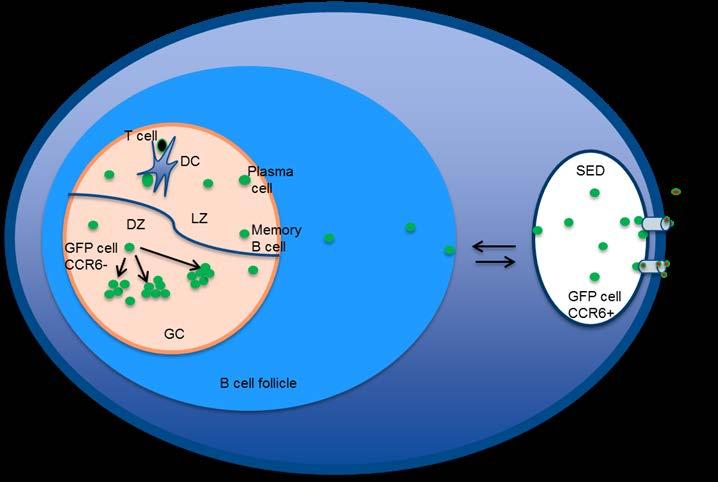 5 CONCLUSION Paper 1: Following oral immunization NP-specific GFP + B cells enter the proximal region of PP and starts to proliferate and later clonally related PP B cells are evenly distributed in