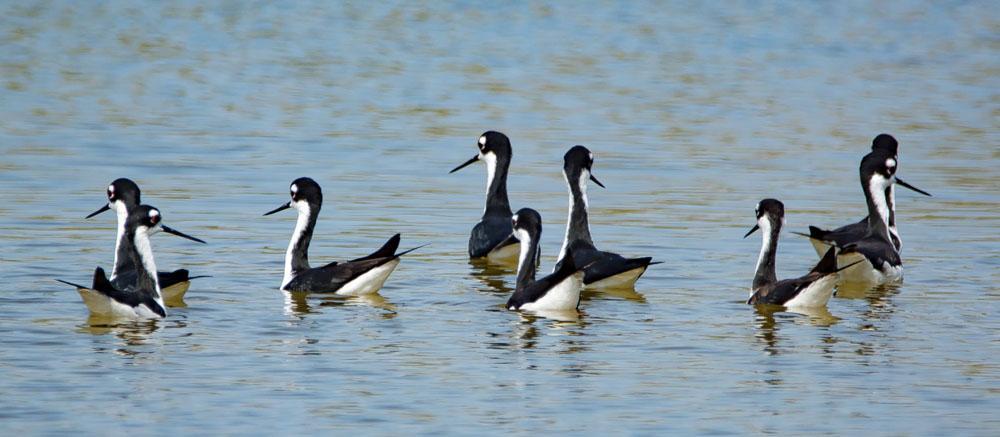 American Stilts. Foto: Jan-Olov Hedblad eftermiddagen var vi framme vid Finca la Belen, som skulle bli vårt hem i två nätter.