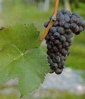 Pinot Noir Klimat Druvan trivs bäst i svala klimat. Pinot Noir är nog vinvärldens mest nyckfulla druva.