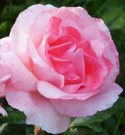 (Rosens) namn What's in a name? That which we call a rose by any other name would smell as sweet. W. Shakespeare, Romeo och Julia Namnet som sådant saknar i de flesta programspråk betydelse.