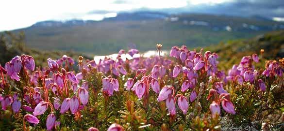 OMTYCKTA BESÖKSMÅL FLOÅSEN GAMMELSÅG I Floåsen, de gamla sågarnas by, finns Sveriges ålderdomligaste vattendrivna ramsåg från 1856 (byggåret finns inskuret i en av stockarna) som restaurerats och