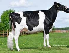 Advokat PP Stmb nr 754 Kod nr 9-73 F: Adagio M: BOP Charis VG-85 Alamo Stmb nr 524 Kod nr 9-7779 F: Altaspring M: White Fan MF: Ocean-PP MM: Chocolat VG-87 MF: Fanatic MM: