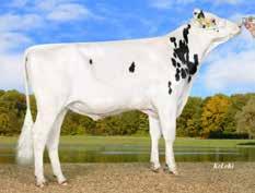 Greenwich Stmb nr 748 Kod nr 9-72 F: Gymnast M: NH 1447 VG-85 Hansa P Stmb nr 466 Kod nr 9-7764 F: Superhero M: WIL Herz P VG-85 MF: Shep MM: Marilyn Monroe VG-86 MF: Powerball P MM: WIL