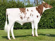 Kappakasein BB Fördelar: Homozygot polled, a halter, juver, ben nt t t grzg 140 grzm 132 grze grzs grzn grzr Kalvn far Kalvn mf Mjölkbarhet Lynne Hull 80 aaa 234165 Kappakasein BB A1/A2 sexad 233 kg