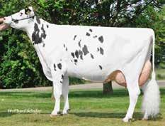 Sisko Stmb nr 469 Kod nr 9-7765 F: Silver M: AGK Batumi VG-85 Trend Stmb nr 280 Kod nr 9-7649 F: Tribune M: Sunday VG-85 MF: Ikaro MM: AGK Belgrad VG-85 MF: Mogul MM: Sushi VG-86 MMF: