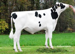 kg 0,02 % 37 kg Kalvn far Kalvn mf Mjölkbarhet Lynne Hull aaa 156324 Kappakasein AA A1/A2 COL Trend sdjup 9 129 138 t t t 88 Fördelar: Överlevande, kropp, juverhälsa, juver, mjölkbarhet nt