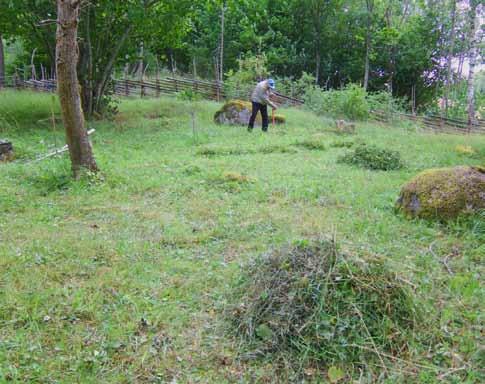 Lördagarna 3 och 10 augusti Slåtter på Hörningsnäsängen Gör en insats för vår fina äng i Hörningsnäs naturreservat. Ängen slås sent på sommaren för att örterna ska ha hunnit fröa av sig.