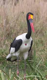 bjuder på ett spännande och myllrande djurliv. Vad sägs om träskonäbb, sadelnäbbsstork, saxnäbb, bergsgorillor, lejon och färggranna fjärilar?